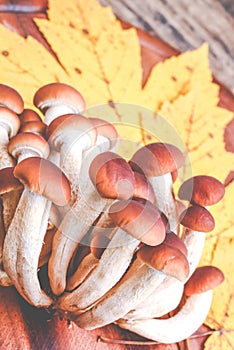Mushrooms - agrocybe aegerita