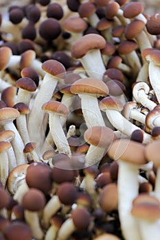 Mushrooms Agrocybe aegerita sold in market