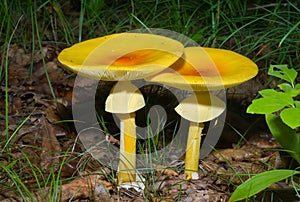 Mushrooms (Amanita caesareaoides) 1