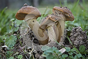 Mushrooms, Armillaria mellea