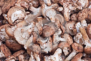 Mushrooms Armillaria ostoyae also known as Armillaria solidipes