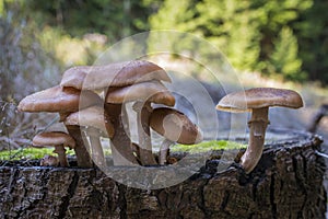 Mushrooms - Armillaria solidipes in a forest