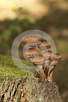 Mushrooms, Armillaria spp & x28;Armillaria ostoyae& x29;