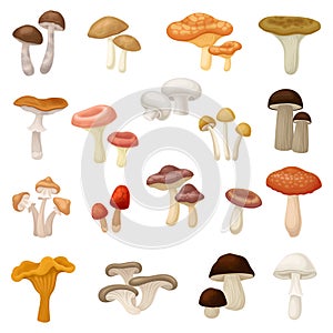 Mushrooms as Spore-bearing Food with Cap and Stem Big Vector Set