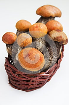 Mushrooms aspen mushrooms raw in a basket selective focus