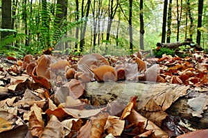 Mushrooms Auricularia auricula-judae