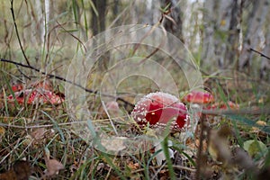 Mushrooms in the autumn forest