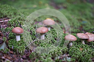 Mushrooms in the autumn forest growing in moss