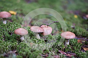 Mushrooms in the autumn forest growing in moss