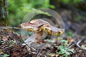 Mushrooms in the autumn forest growing in moss