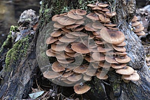 Mushrooms in the autumn forest, growing on a tree stump standing on a small forest river bank