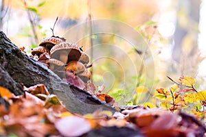 Mushrooms in an autumn forest in a sunny day.
