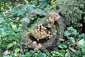 Mushrooms autumn honey agarics