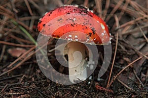 Mushrooms Autumn landscape. Amanita muscaria on Etna