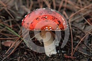 Mushrooms Autumn landscape. Amanita muscaria on Etna