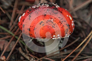 Mushrooms Autumn landscape. Amanita muscaria on Etna