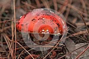 Mushrooms Autumn landscape. Amanita muscaria on Etna