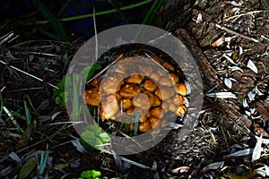 Mushrooms in Autumn in Park in the Town Bad Bevensen, Lower Saxony