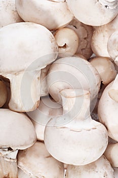 Mushrooms background