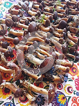 Mushrooms background - seasonal food from the forest