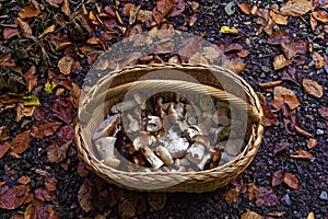 Mushrooms in a basket