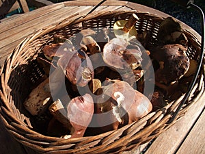 Mushrooms in a basket