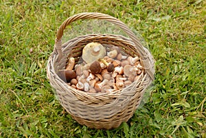 Mushrooms in basket