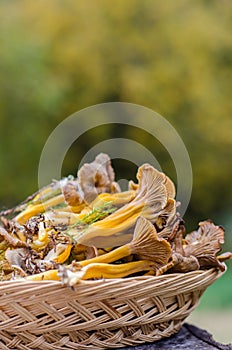 Mushrooms in a basket