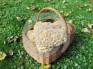 Mushrooms in the basket