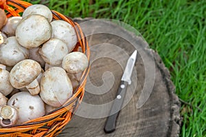 Mushrooms in a basket, a knife on a board, picking mushrooms in