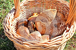 Mushrooms in basket. Mushroom picking in a forest during the autumn in nature. An inedible mushroom growing.