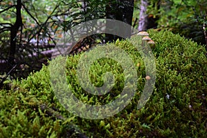 Mushrooms in a beautiful green and humid forest.