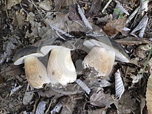 Mushrooms on a bed of leafs, Italy