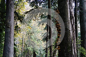 Mushrooms on big tree in forest in Seattle area