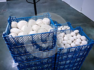 Mushrooms in blue boxes. Industrial Cultivation of mushrooms photo