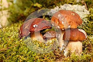 Mushrooms Bolete, fungus in the wild , Boletus