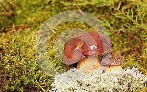 Mushrooms Bolete, fungus in the wild , Boletus