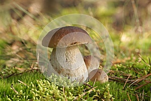 Mushrooms Bolete, fungus in the wild Boletus pinophilus