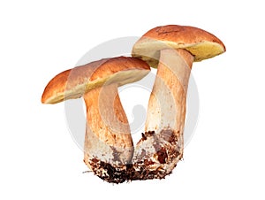 Mushrooms: Boletus edulis