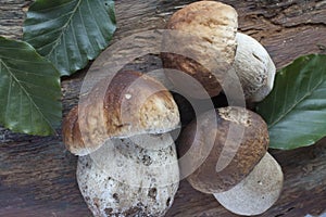Mushrooms (boletus edulis)