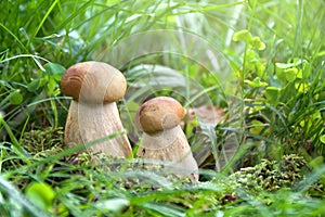 Mushrooms Boletus edulis  penny bun, cep, porcino, porcini, white mushroom  growing in grass in forest