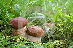 Mushrooms Boletus edulis  penny bun, cep, porcino, porcini, white mushroom  growing in grass in forest