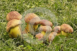 Mushrooms boletus speciosus