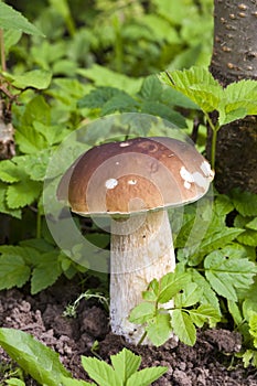 Mushrooms boletuses