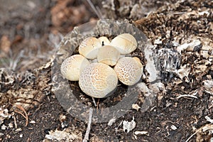 Mushrooms born on the trunk of a tree, Escucha Teruel, photo