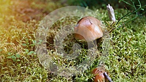 Mushrooms with brown hat