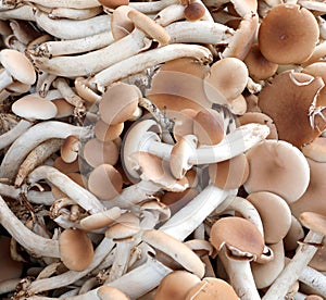 mushrooms called Cyclocybe aegerita also called poplars or velve
