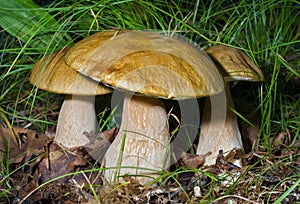 Mushrooms (Cape) 5