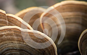 Mushrooms caused by trees in very humid areas.