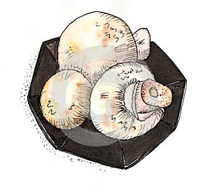 Mushrooms Champignon - watercolor drawing.